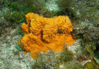 Морские губки - красота подводного мира